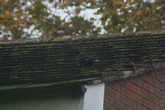 Corvus corone