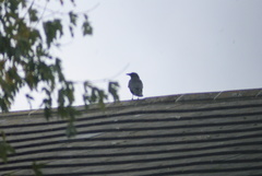 Corvus corone
