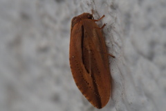 Drepanepteryx punctata