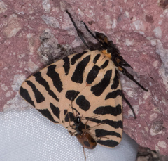 Apantesis incorrupta