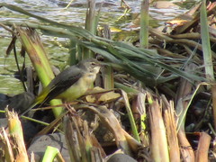 Motacilla cinerea