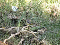 Motacilla cinerea