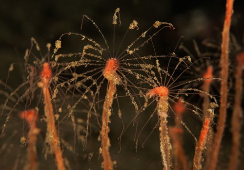Oaten Pipes Hydroid, Bjugn, Norge, photo 9 of 10