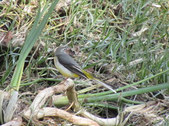 Motacilla cinerea