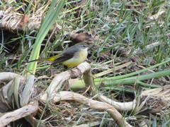 Motacilla cinerea