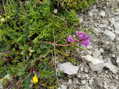 Oxytropis montana