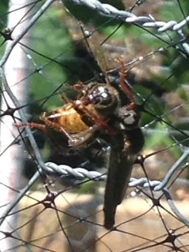 Western Honey Bee photographed in Montana