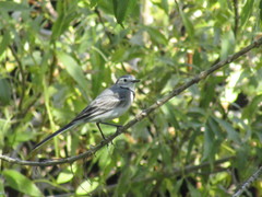 Motacilla alba