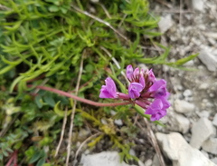 Oxytropis montana