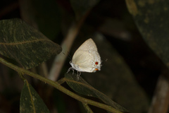 Strephonota ambrax