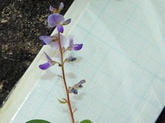 Grona heterocarpos angustifolia
