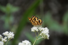 Symbrenthia lilaea formosanus