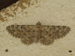 Eupithecia semigraphata