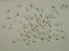 Micropholcus fauroti