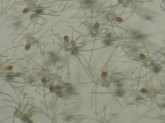 Micropholcus fauroti