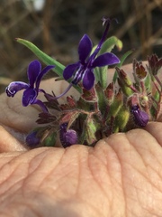 Trichostema laxum