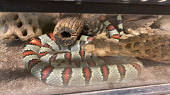 Lampropeltis greeri