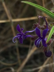 Trichostema laxum