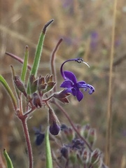 Trichostema laxum