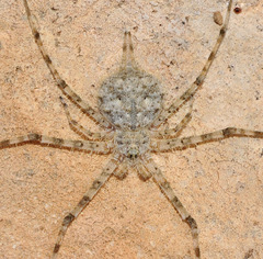 Tama edwardsi