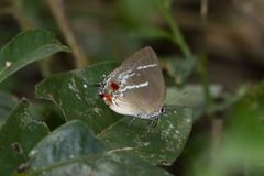 Strephonota strephon