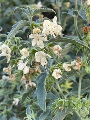 Tetraclea coulteri