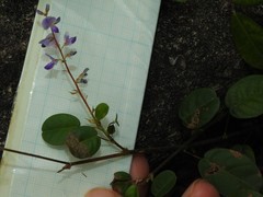 Grona heterocarpos angustifolia