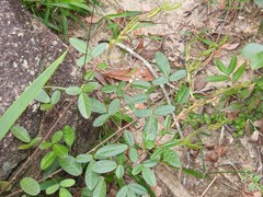 Grona heterocarpos angustifolia