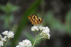 Symbrenthia lilaea formosanus