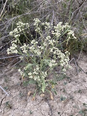 Parthenium confertum