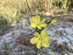 Moraea collina