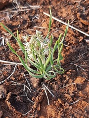 Ledebouria leptophylla