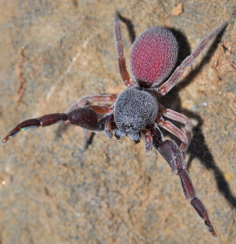 Common Palp-footed Spider