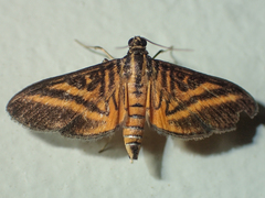 Tatobotys