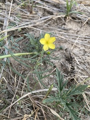 Talinum polygaloides