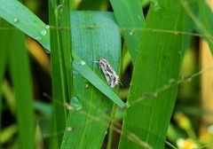 Spodoptera pulchella