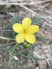 Talinum polygaloides