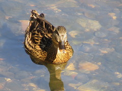 Anas platyrhynchos