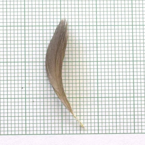 Plume de Grèbe à bec bigarré