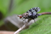 Spotted Marsh Fly - Photo (c) Nicolas Zwahlen, some rights reserved (CC BY-NC-SA), uploaded by Nicolas Zwahlen