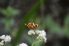 Symbrenthia lilaea formosanus