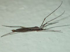 Styringomyia