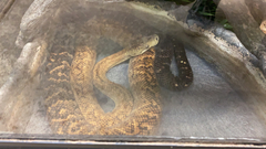 Chilabothrus subflavus