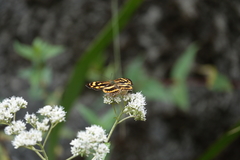 Symbrenthia lilaea formosanus