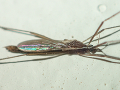 Styringomyia