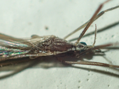 Styringomyia