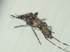 Aedeomyia catasticta