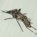 Aedeomyia catasticta - Photo (c) Gerard Chartier, osa oikeuksista pidätetään (CC BY), lähettänyt Gerard Chartier