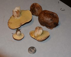 Suillus punctatipes