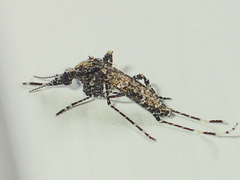 Aedeomyia catasticta